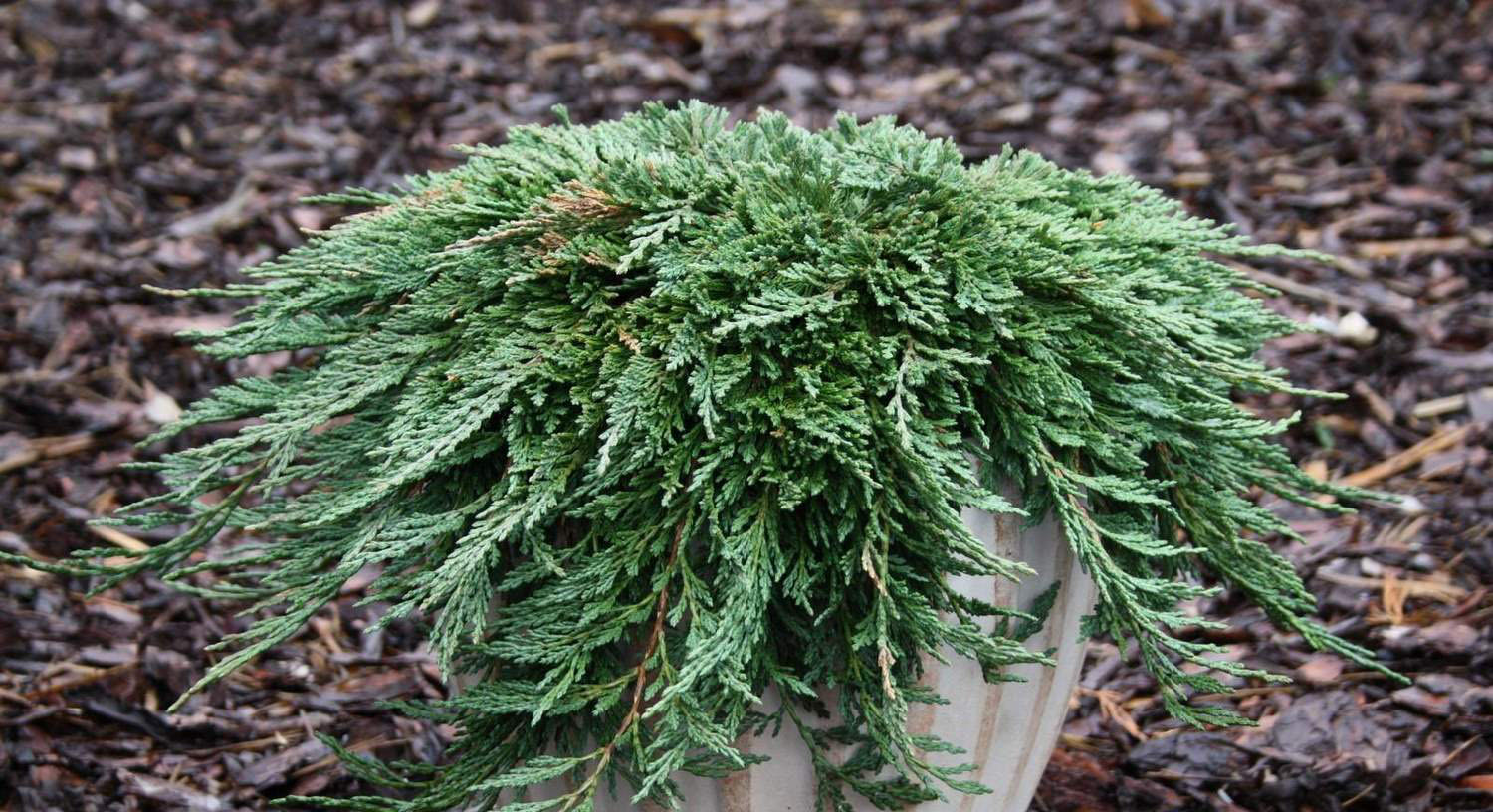 Juniperus horizontalis 'Pancake'